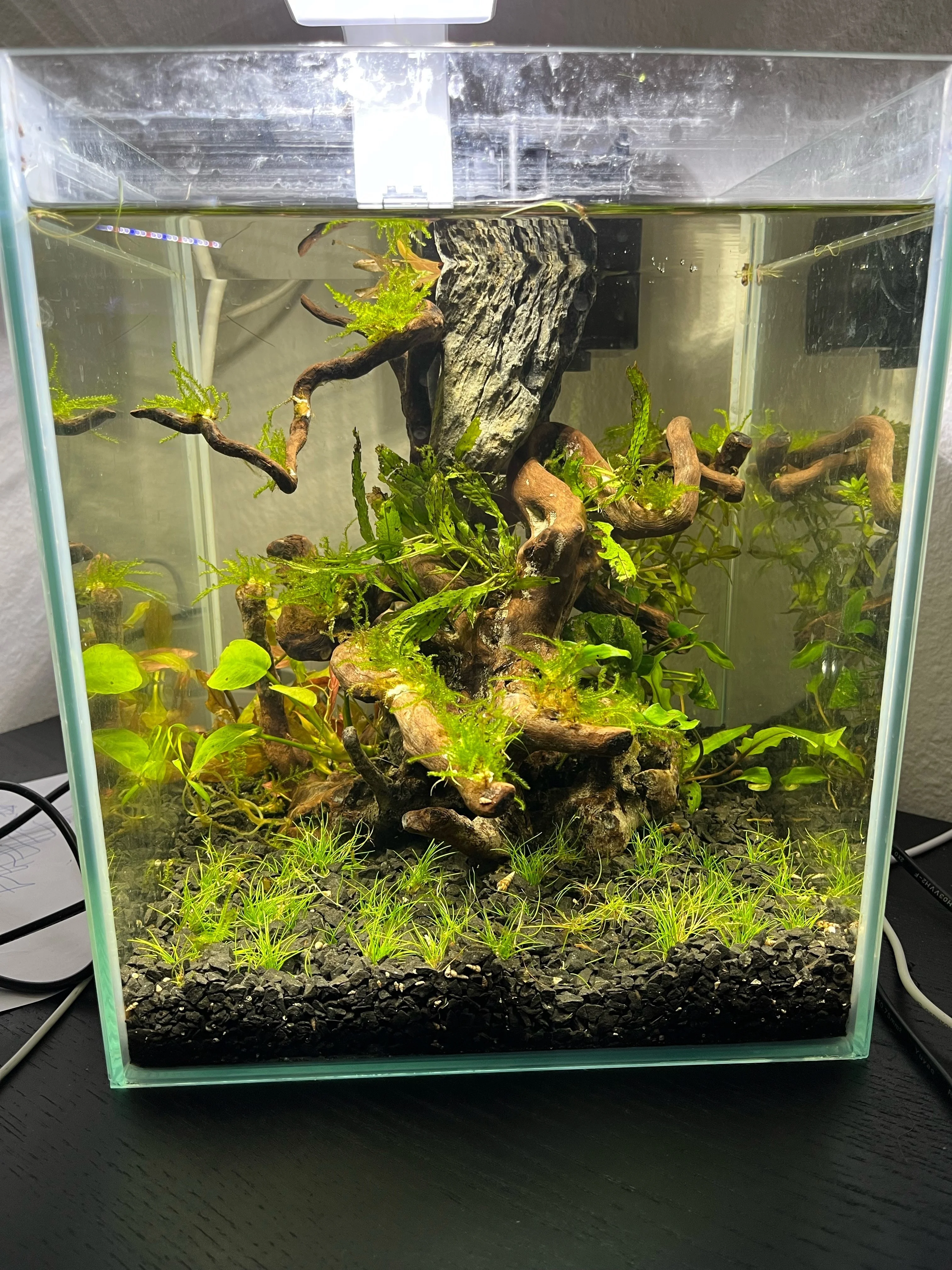Tilbage til hobbien | Danske Akvarier & Aquascapes forum